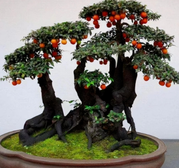 珑园小区添新景 芳邻义举暖人心的图片 珑园小区添新景 芳邻义举暖人心