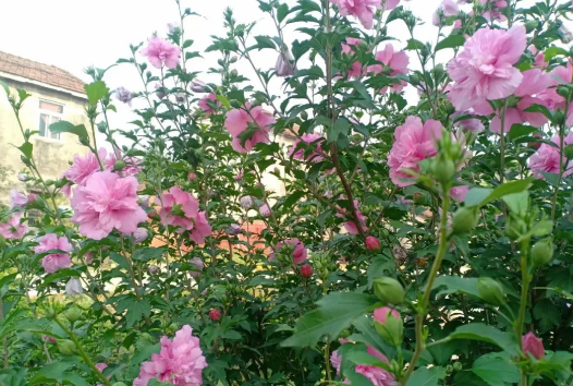 夏歌(之一)的图片 夏歌(之一)