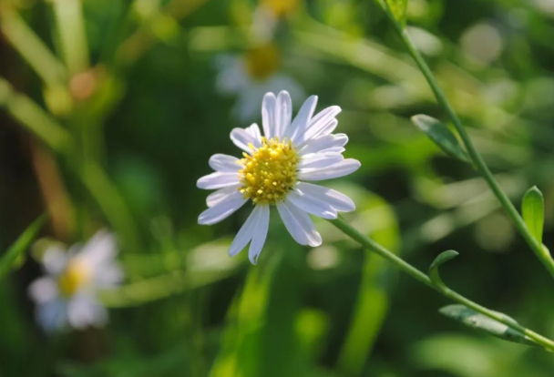 美丽的夏日午后的图片 美丽的夏日午后