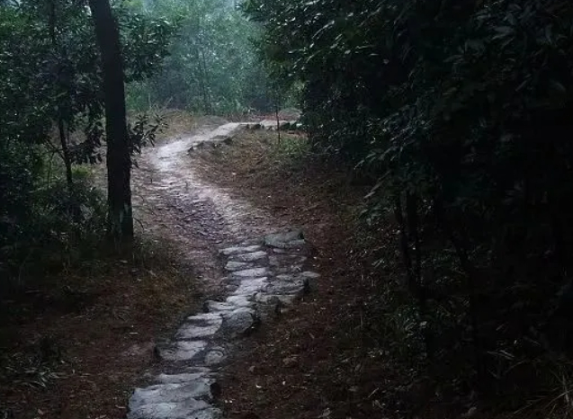 柳道弯弯的图片 柳道弯弯