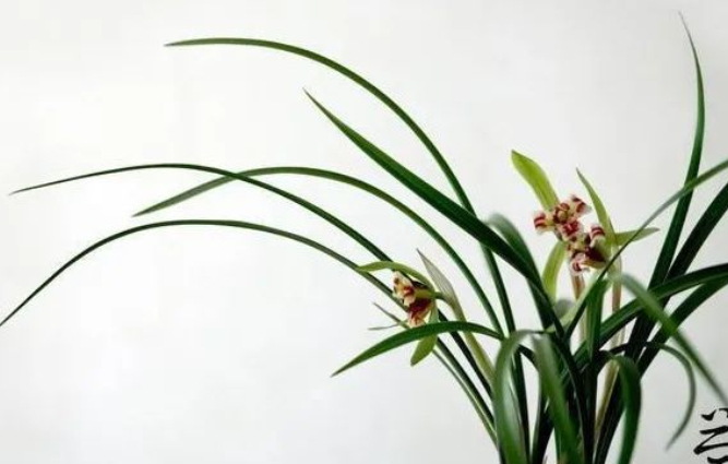 北庄村族谱序的图片 北庄村族谱序