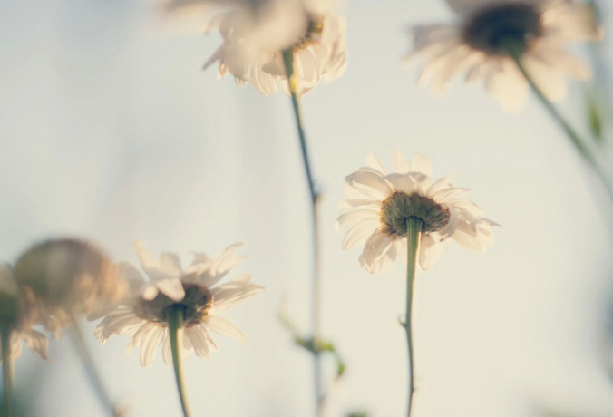 我来人间一趟的图片 我来人间一趟