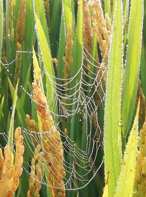 秋天的第一幅风景画的图片 秋天的第一幅风景画