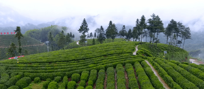 品一杯春天的茶的图片 品一杯春天的茶