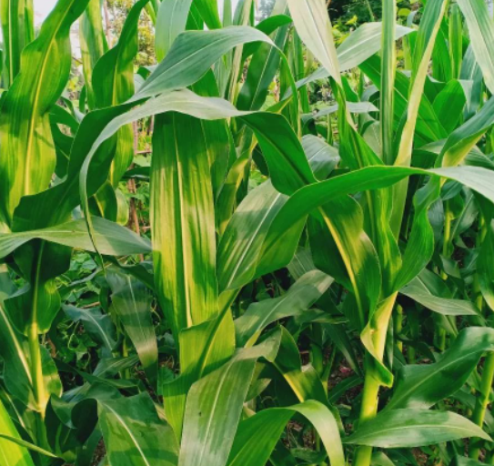 尚无命名的生活的图片 尚无命名的生活