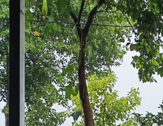 我是有些隐忧的的图片 我是有些隐忧的