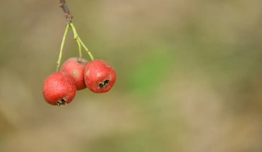 甜蜜风波的图片 甜蜜风波