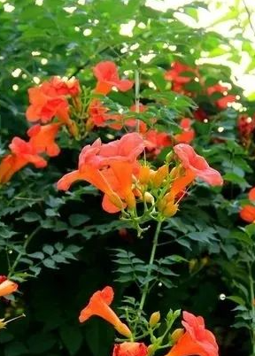 凌霄花的图片 凌霄花