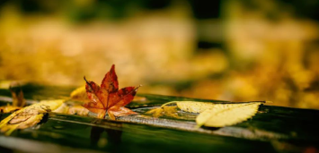 冬日不了情（组诗）