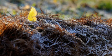 冬日拾遗三题的图片 冬日拾遗三题