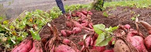 陈瓜旧事的图片 第1张 陈瓜旧事