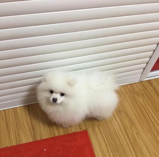 皮皮和我相处的有三百六十六天了的图片 第1张 皮皮和我相处的有三百六十六天了