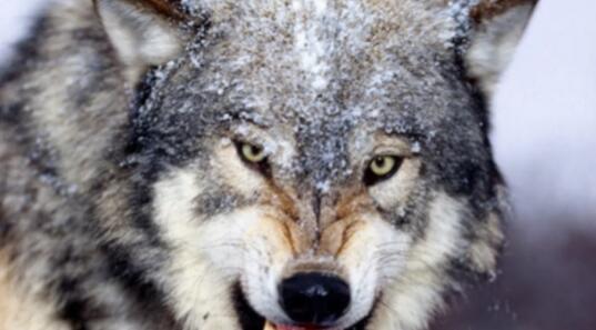 《狼的智慧》对狼又有了一个新的认识。的图片 第1张 《狼的智慧》对狼又有了一个新的认识。