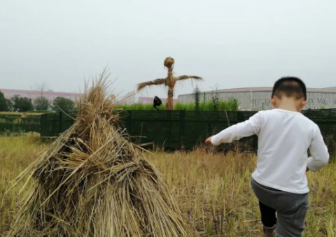 割不舍的稻谷情的图片 割不舍的稻谷情