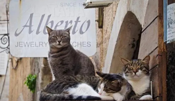 月亮城的图片 月亮城