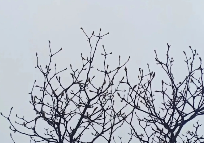 相看两不厌的图片 相看两不厌