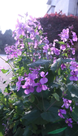 随笔:新年第一天种花的图片 随笔:新年第一天种花