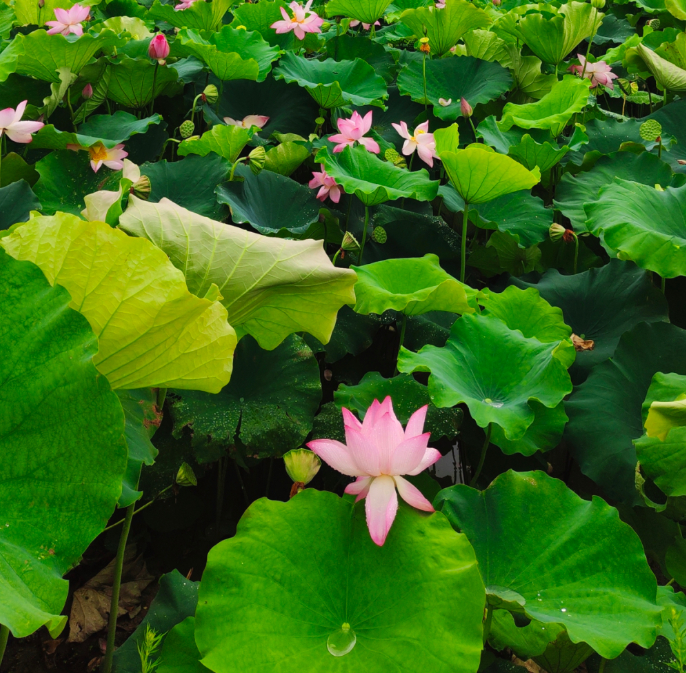 八嗲讲古的图片 第1张 八嗲讲古