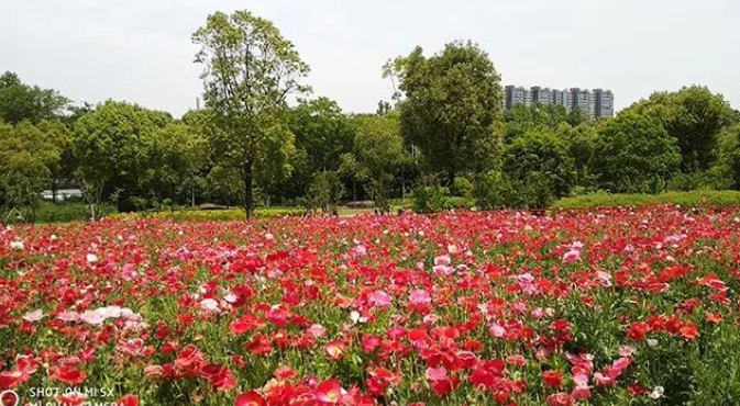 无事不观“西洋景”的图片 无事不观“西洋景”
