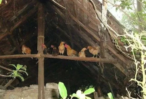 鸡叫的图片 鸡叫