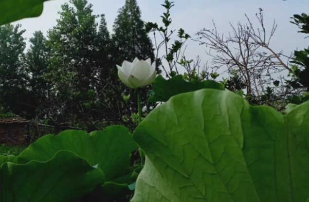 “粽”夏之时,祝福安康的图片 “粽”夏之时,祝福安康