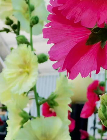 光光艳的图片 光光艳