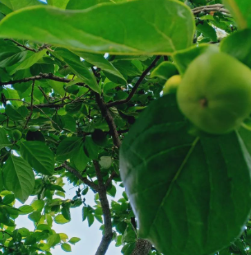 大大的不以为然