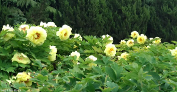 中秋月饼里藏着的故事