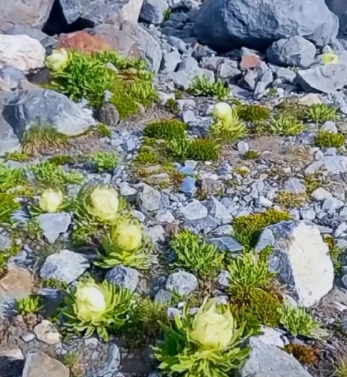 雪莲花的图片 雪莲花