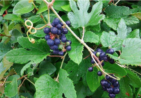 植物趣谈|野葡萄的图片 植物趣谈|野葡萄