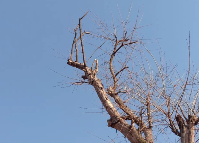 岁月悠悠的图片 岁月悠悠