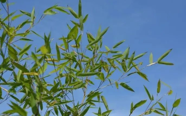 竹叶青青，竹叶长长，在风中，吻着阳光。