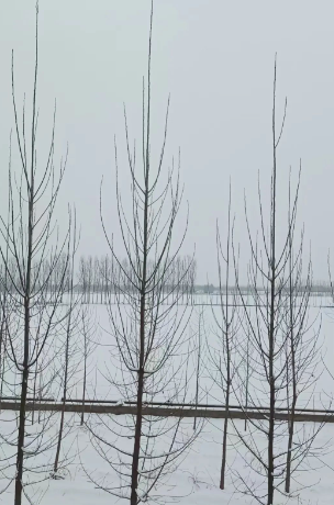 读二月诗行,等春天归来的图片 读二月诗行,等春天归来