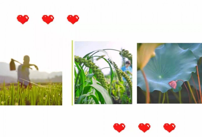 秋天的第一份致敬的图片 秋天的第一份致敬