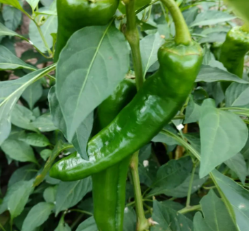 念念于心的图片 念念于心