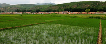 歌者的图片 歌者