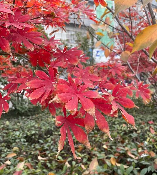 嫁给爱情的图片 嫁给爱情