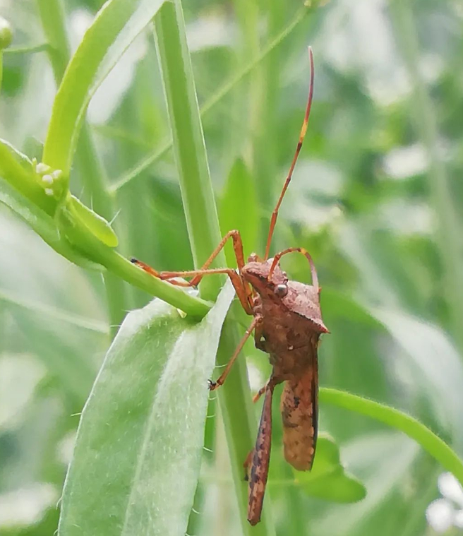 春分——走,去乡下挖荠菜的图片 春分——走,去乡下挖荠菜