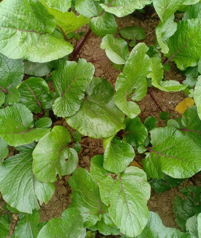 已经习惯了的生活的图片 已经习惯了的生活