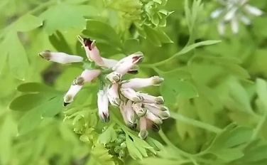 那片野花疯长的草海，就是我的倾心之爱！
