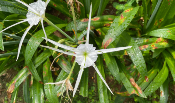 好的朗读(教学)一定基于对文本的理解的图片 好的朗读(教学)一定基于对文本的理解