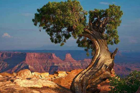 挠一挠紫薇树,它真的会动呢!的图片 挠一挠紫薇树,它真的会动呢!