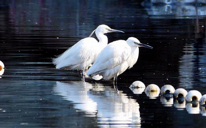 小小说:鸟界选美的图片 小小说:鸟界选美