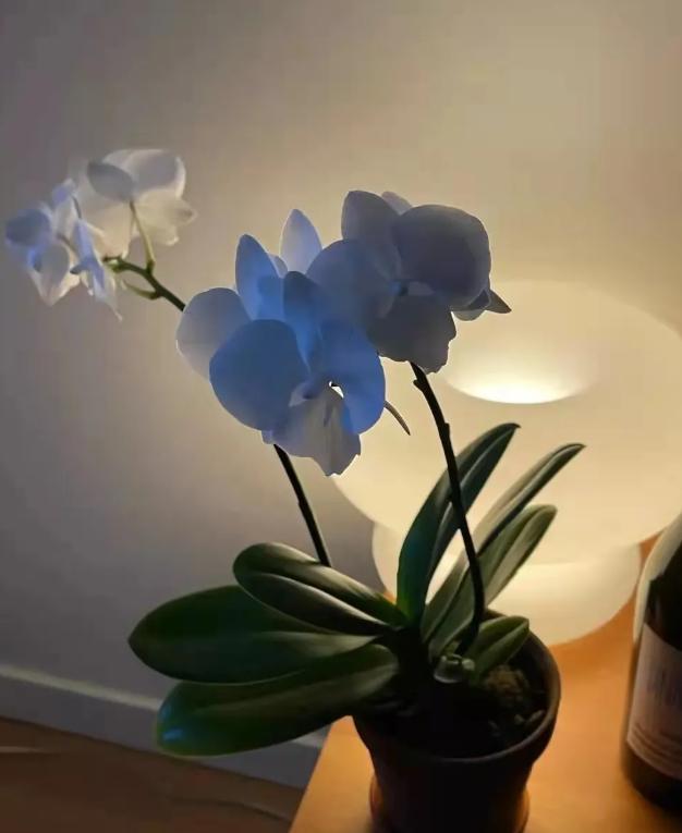 生活应该是美好又温柔的,你也是的图片 生活应该是美好又温柔的,你也是