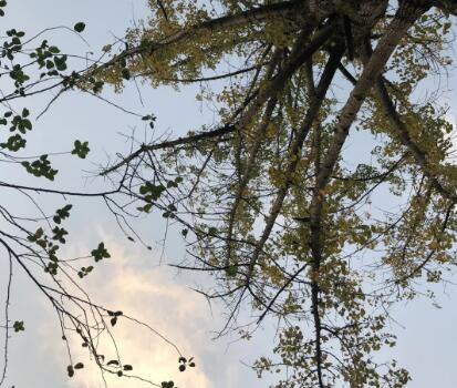 立冬了,我还停在我的秋天里的图片 立冬了,我还停在我的秋天里