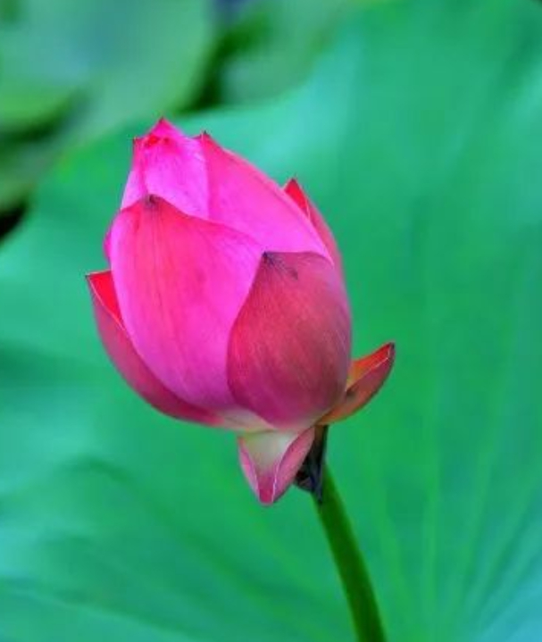 荷花开了的图片 荷花开了