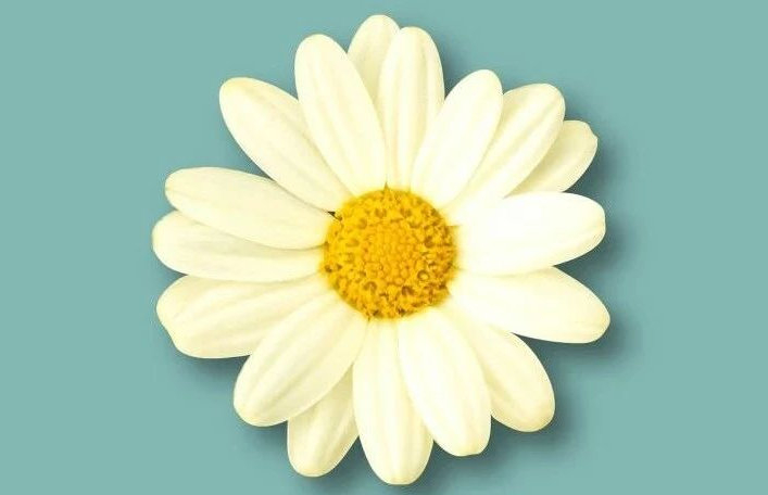 为什么“菊花”只能感受到辣味?