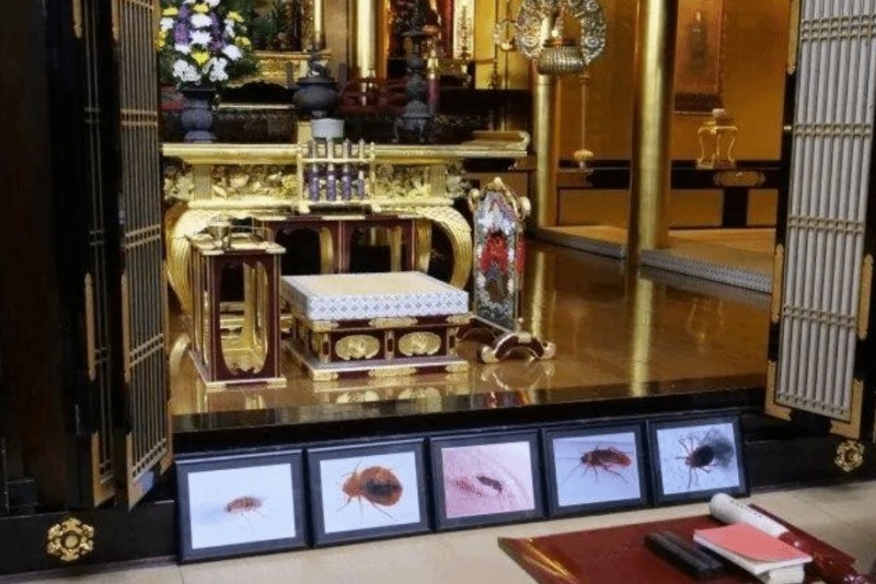 你敢信吗?日本杀虫剂公司为蟑螂蚊子办追悼会🤣