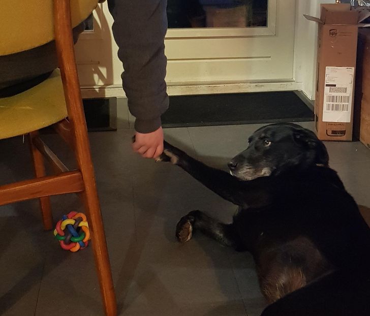 外型只是假象! 《大型犬的反差萌》虽然我很大只可是我很温柔!