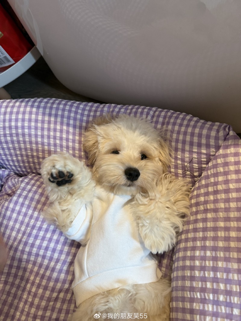 JackeyLove女友吴55晒照:“一些没法过的生活日记”